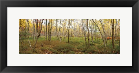 Framed Birch Forest Panorama Print