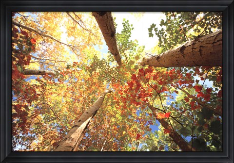 Framed Forest Canopy Print