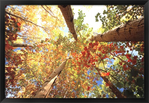 Framed Forest Canopy Print