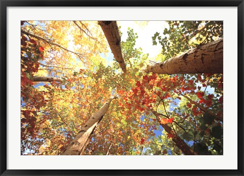 Framed Forest Canopy Print