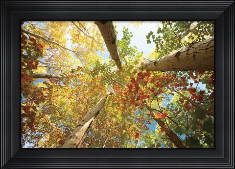 Framed Forest Canopy Print