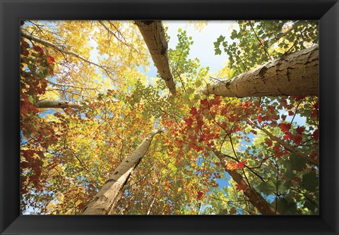 Framed Forest Canopy Print