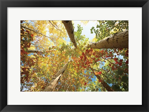 Framed Forest Canopy Print