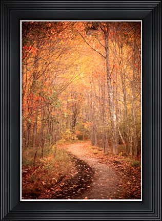 Framed Winding Autumn Path Print