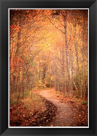 Framed Winding Autumn Path Print