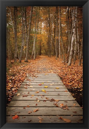 Framed Woodland Path Print