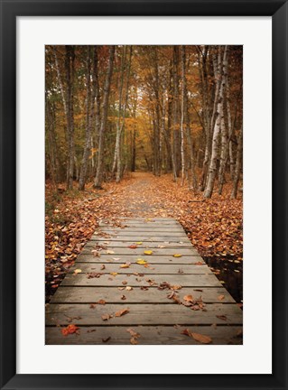 Framed Woodland Path Print