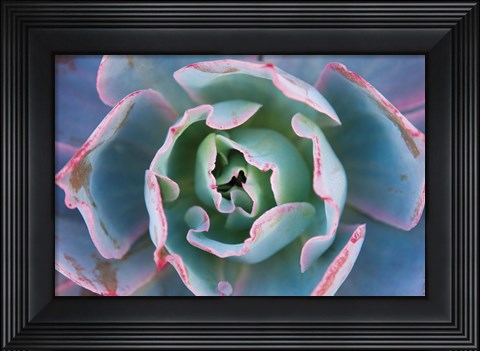 Framed Echeveria Afterglow Print