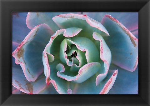 Framed Echeveria Afterglow Print