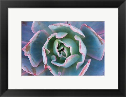 Framed Echeveria Afterglow Print