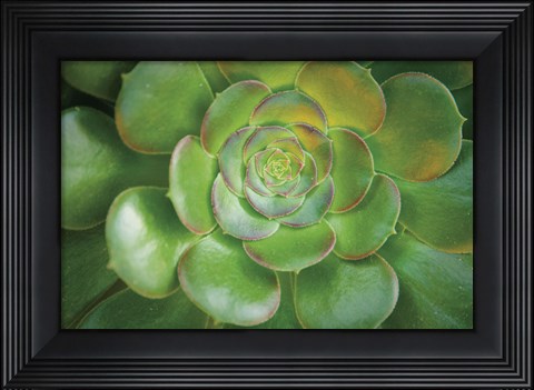 Framed Blushing Beauty Print