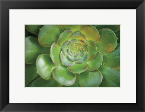 Framed Blushing Beauty Print