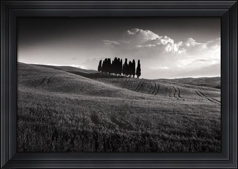 Framed Cypress Cluster Print