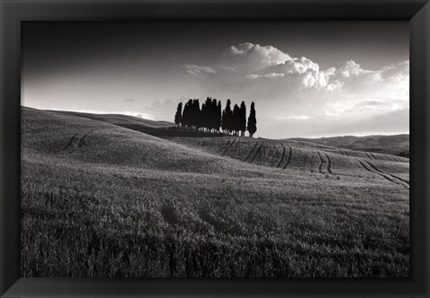 Framed Cypress Cluster Print