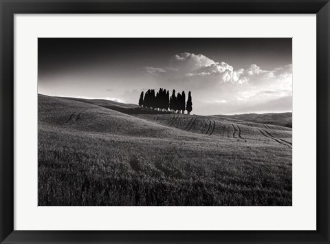 Framed Cypress Cluster Print