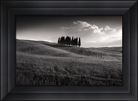 Framed Cypress Cluster Print