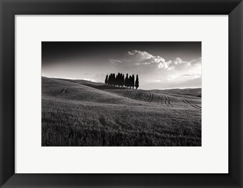 Framed Cypress Cluster Print