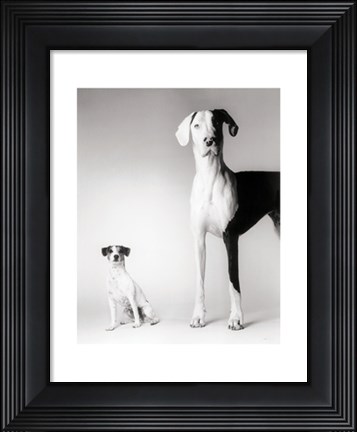 Framed Domino and Daisy Print