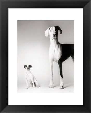 Framed Domino and Daisy Print