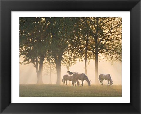 Framed Horses in the mist Print