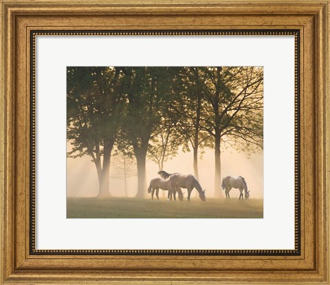 Framed Horses in the mist Print