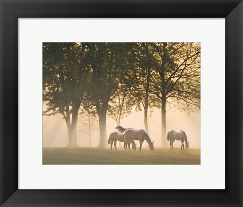 Framed Horses in the mist Print