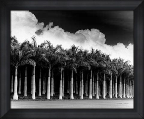 Framed White Palms, Costa Rica Print