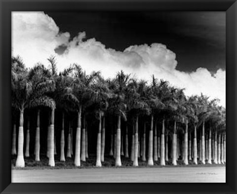 Framed White Palms, Costa Rica Print