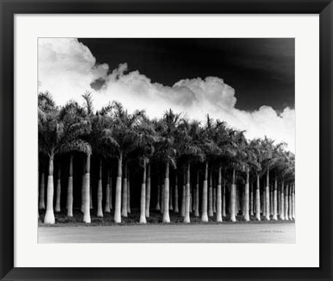 Framed White Palms, Costa Rica Print