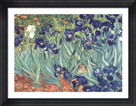 Framed Irises in the Garden Print