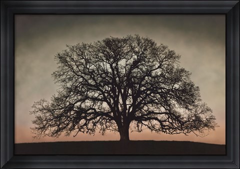 Framed Majestic Oak Print