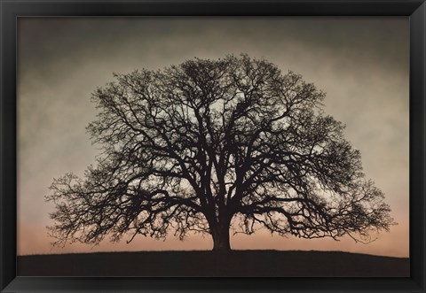 Framed Majestic Oak Print