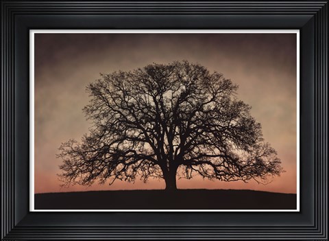 Framed Majestic Oak Print