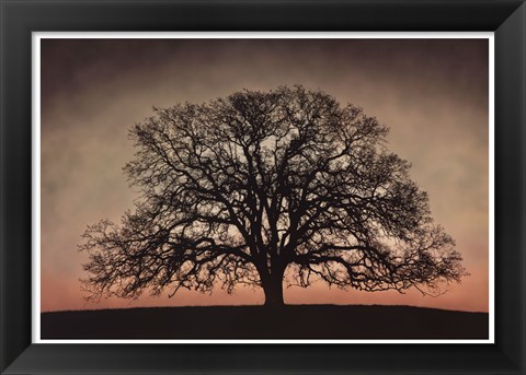 Framed Majestic Oak Print