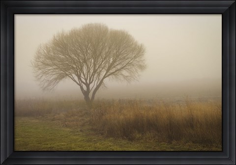 Framed Tree in Field Print