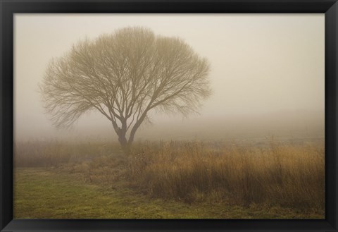 Framed Tree in Field Print