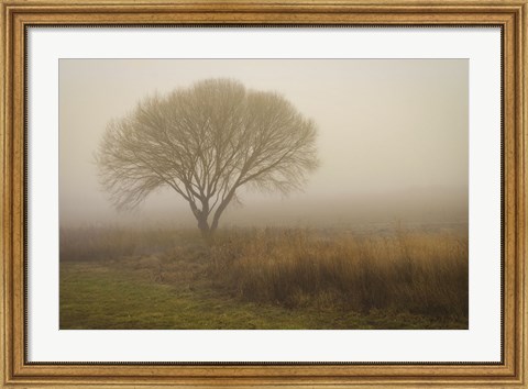 Framed Tree in Field Print