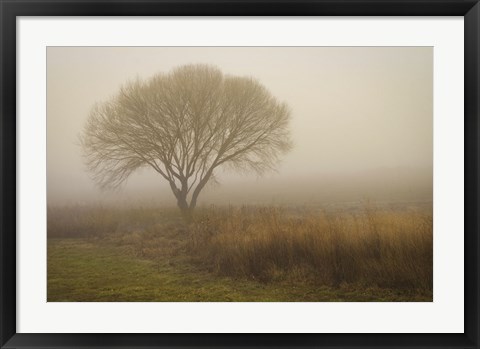 Framed Tree in Field Print