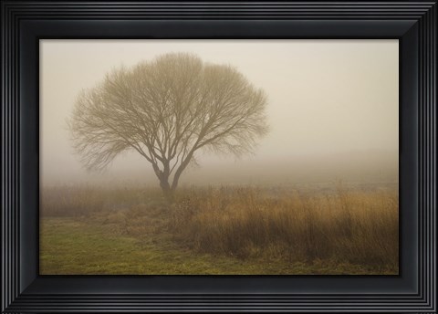 Framed Tree in Field Print