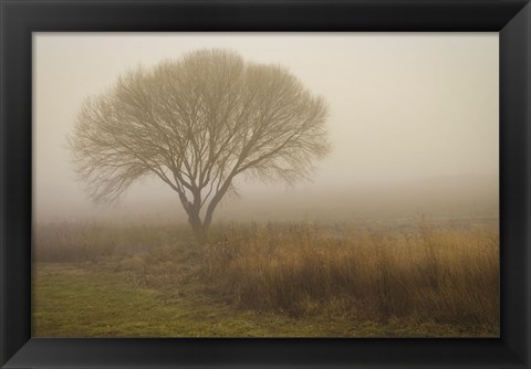 Framed Tree in Field Print