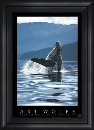Framed Humpback Whale Print