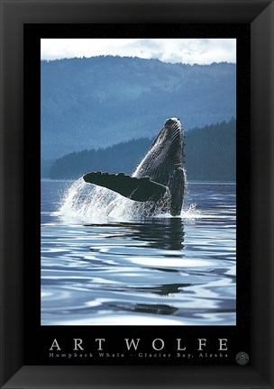 Framed Humpback Whale Print