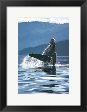 Framed Humpback Whale Print