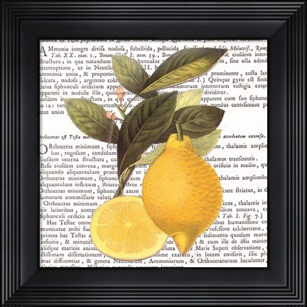 Framed Citrus Edition I Print