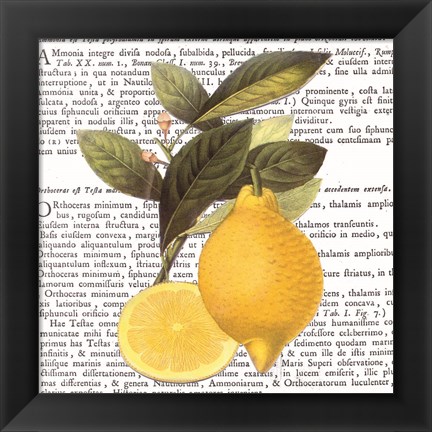 Framed Citrus Edition I Print