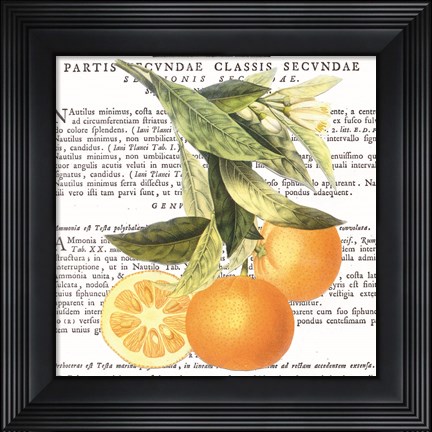 Framed Citrus Edition II Print