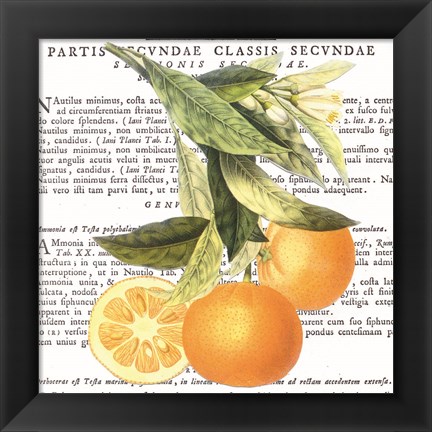 Framed Citrus Edition II Print