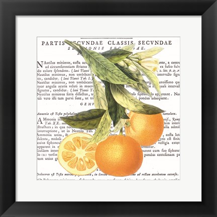 Framed Citrus Edition II Print