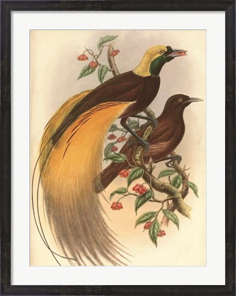 Framed Golden Bird of Paradise Print