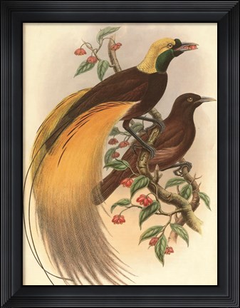 Framed Golden Bird of Paradise Print